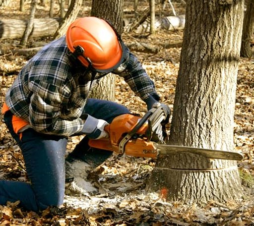 Tree Removal in Burlington, IN